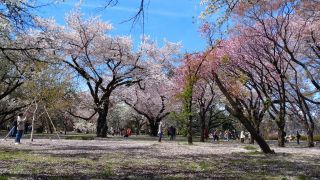 桜園地では色とりどりの桜が楽しめます