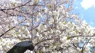 真っ白な八重桜が美しい「雨宿」が満開