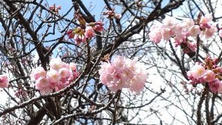 中央休憩所付近にある「長州緋桜」も開花