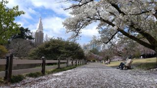 中の池前、こちらも桜であふれています