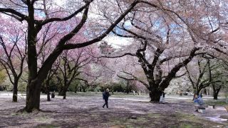 桜園地、その名の通り桜一色