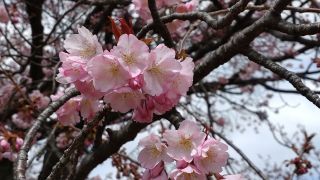 長州緋桜、桜園地では満開です