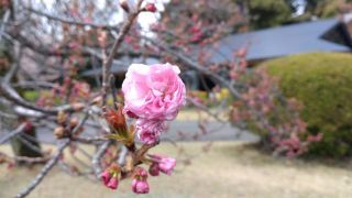 関山（カンザン）も花を咲かせつつあります