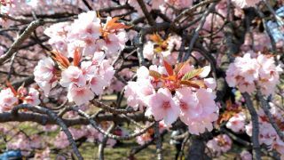 長州緋桜、満開です