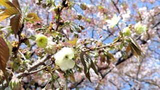 珍しい緑の桜「鬱金（ウコン）」
