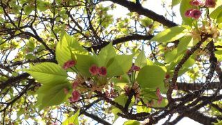 兼六園菊桜、ほぼ満開