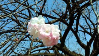 とても大きな八重桜「福禄寿」開花
