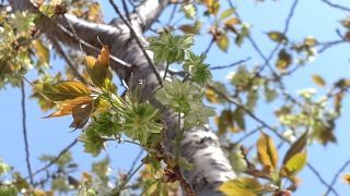 緑の桜、御衣黄