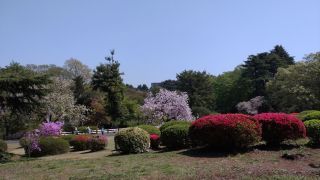 つつじ山でつつじが開花