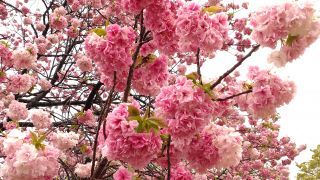 バラのような大輪の桜