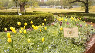 丸花壇の花々