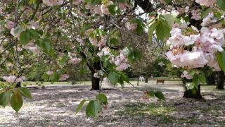 葉が目立ち、桜のじゅうたんになってきているところも