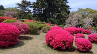 4月19日のつつじ山