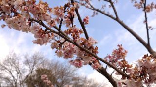 あたみ桜 2月8日