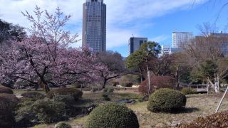 日本庭園と桜とビル街