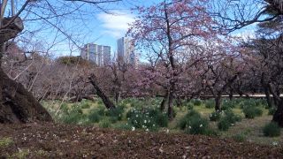 河津桜の様子 2月15日