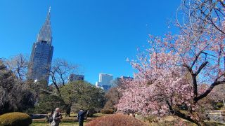 日本庭園の寒桜、見頃です