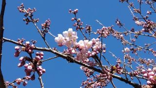 河津桜の様子 2月22日①