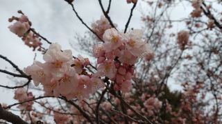 向かって左手の桜が咲き始めました