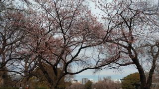 レストハウス付近の寒桜