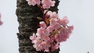 レストハウス付近では修善寺寒桜も見られます