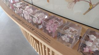 桜のアクリル標本展示