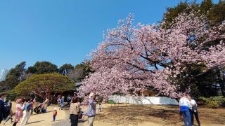 翔天亭の寒桜類、満開です