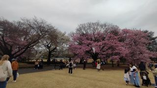 新宿御苑MAP E1付近、陽光と大島桜