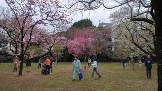 様々な桜が咲く桜園地