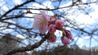 「長州緋桜」開花！