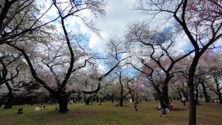 満開の桜がひしめく桜園地