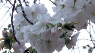 満開の桜がひしめく桜園地