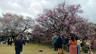 中央休憩所付近「長州緋桜（チョウシュウヒザクラ）」