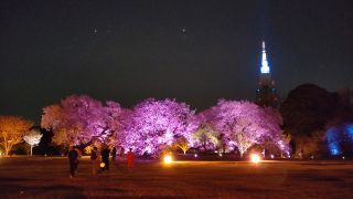 アートお花見エリアの夜桜