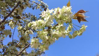 珍しい緑色の八重桜「ウコン」