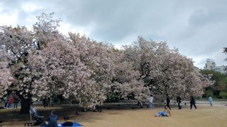 管理事務所前の満開の桜並木