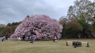 大きな八重桜、フクロクジュ