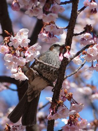 今日も小鳥たちが桜の木で飛び交っていました