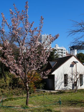管理事務所前 あたみ桜 2月26日満開
