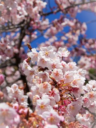 満開の桜が楽しめます