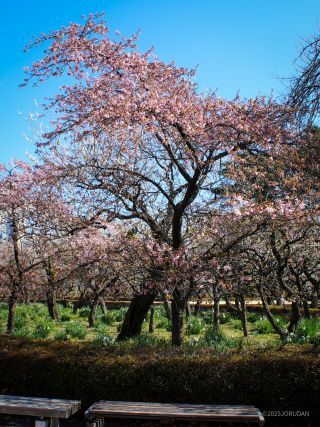 レストランゆりのき前の河津桜 2月26日