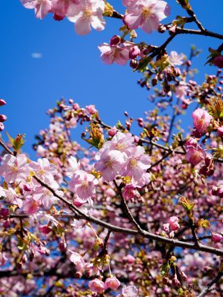 間近で河津桜がお楽しみいただけます