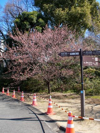 みどころマップN3付近 椿寒桜 2月26日