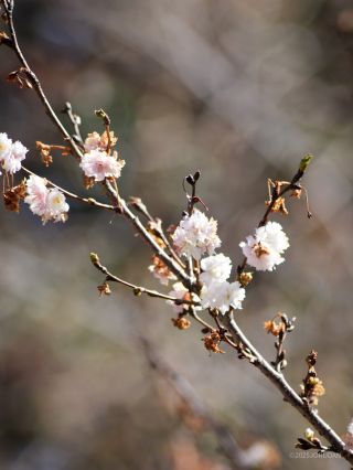 子福桜、真っ白な小さい花