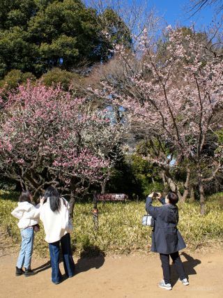 みどころマップW7左：紅白の梅、右：寒桜