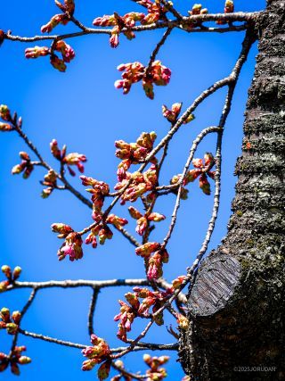 修善寺寒桜、開花はもうすぐか