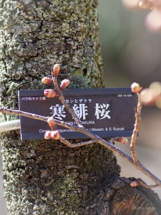 濃紅色の寒緋桜、こちらはもう少し時間が必要か