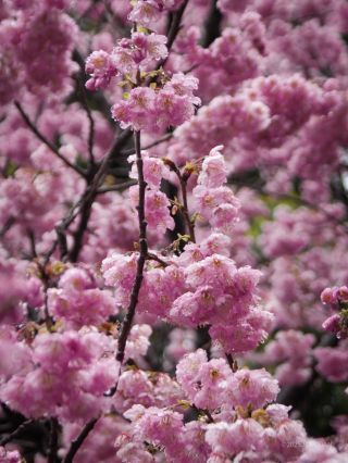 椿寒桜、満開
