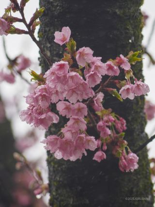 修善寺寒桜 3月5日