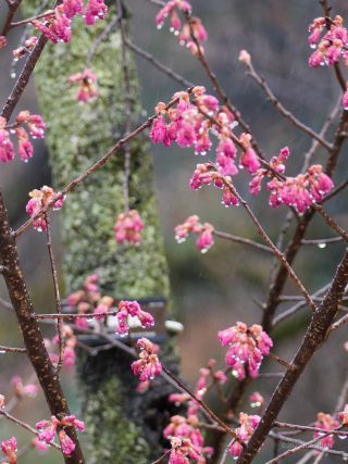 寒緋桜 3月5日